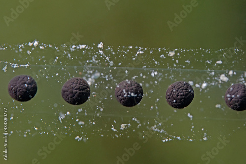 Common toad spawning line underwater