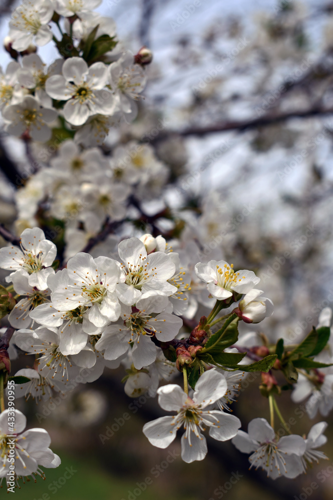Obraz premium Blooming cherry trees. White flowers.