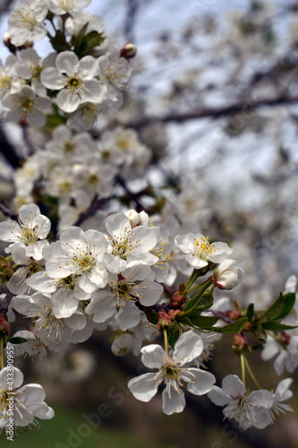 Blooming cherry trees. White flowers.