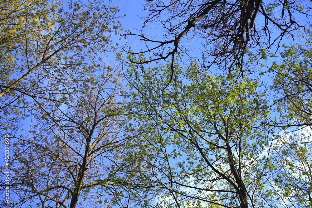 beautiful tall green trees in the forest. With a large branched crown. Sun at sunset. scenery. blue sky. park area. summer nature. Top background of tree branches. Environmental concept beautiful tall green trees in the forest. With a large branched crown. Sun at sunset. scenery. blue sky. park area. summer nature. Top background of tree branches. Environmental concept