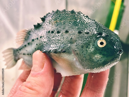 lumpsucker 