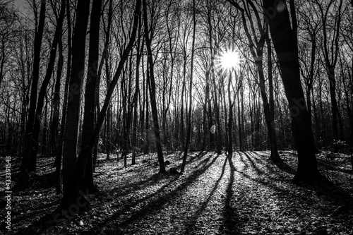 Play of shadows in the spring forest