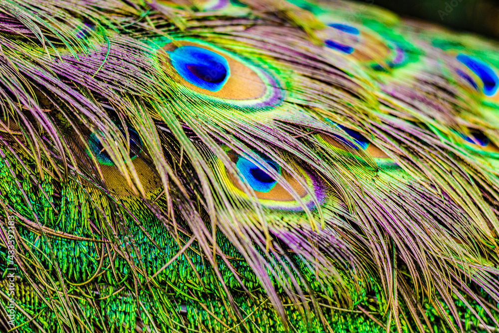 Fototapeta premium Peacock feathers close up, colorful Peacock male tail