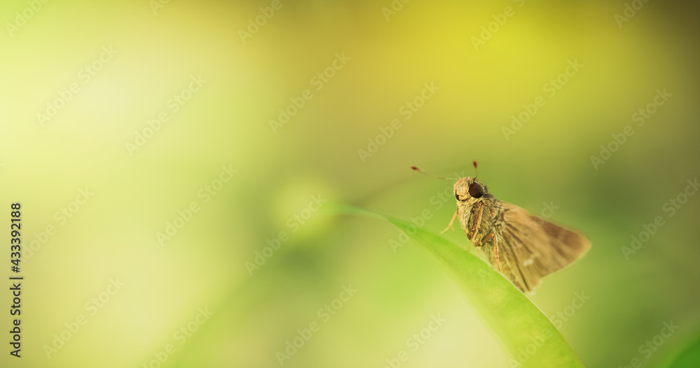 Butterflies over natural green background, with copy space.