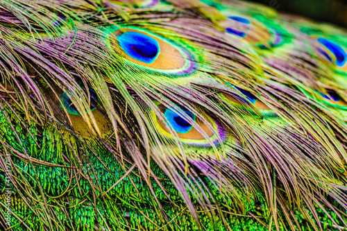 Peacock feathers close up, colorful Peacock male tail