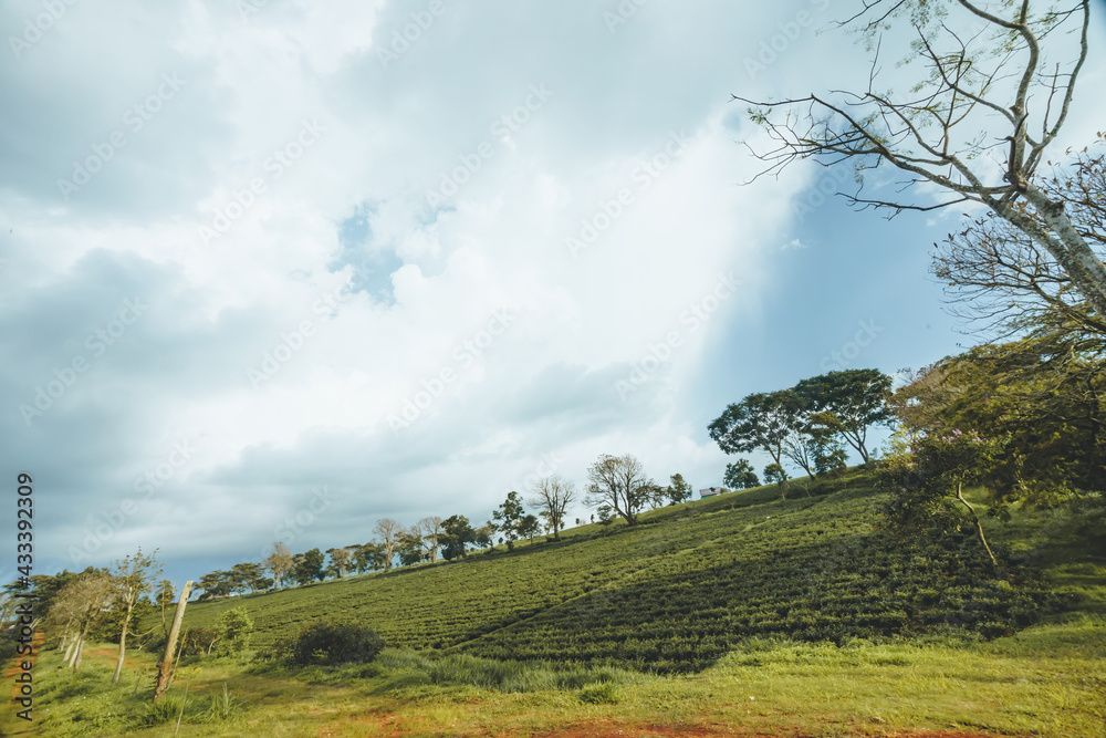 Beautiful view of Tam Chau tea plantation in Bao Loc city, Lam Dong province, Vietnam