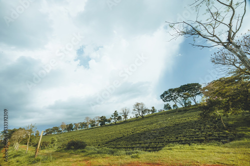 Beautiful view of Tam Chau tea plantation in Bao Loc city  Lam Dong province  Vietnam