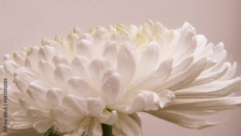 A white chrysanthemum flower rotates in a glass flask under water on a white background. The concept of the eighth of March. International Women's Day. Floristics A white chrysanthemum flower rotates in a glass flask under water on a white background. The concept of the eighth of March. International Women's Day. Floristics
