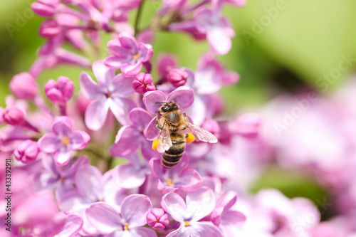 Bee collects pollen from lilac flowers