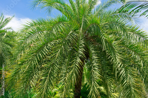 sago palm, botanical name Cycas revoluta, seen trough dark green leaves © bennnn