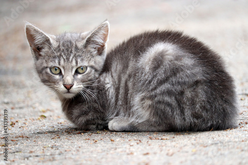 Grey kitten sitting on a street. Portrait of stray cat