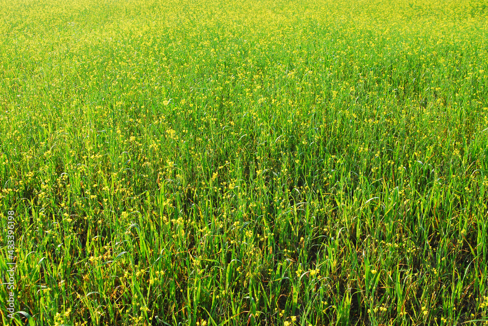 field , meadow field , meadow