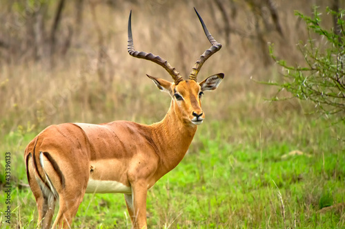 Impala  Aepyceros melampus melampus  Kruger National Park  South Africa  Africa