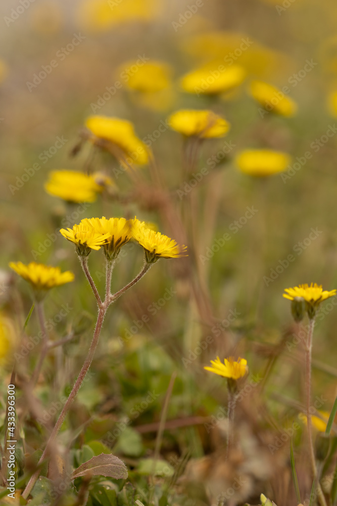 yellow dandelions on grass yellow dandelions on grass