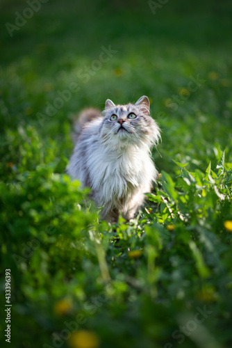 Photo of a gray fluffy cat in the green grass.