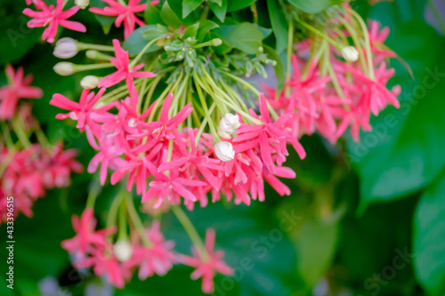 Rangoon creeper flowers