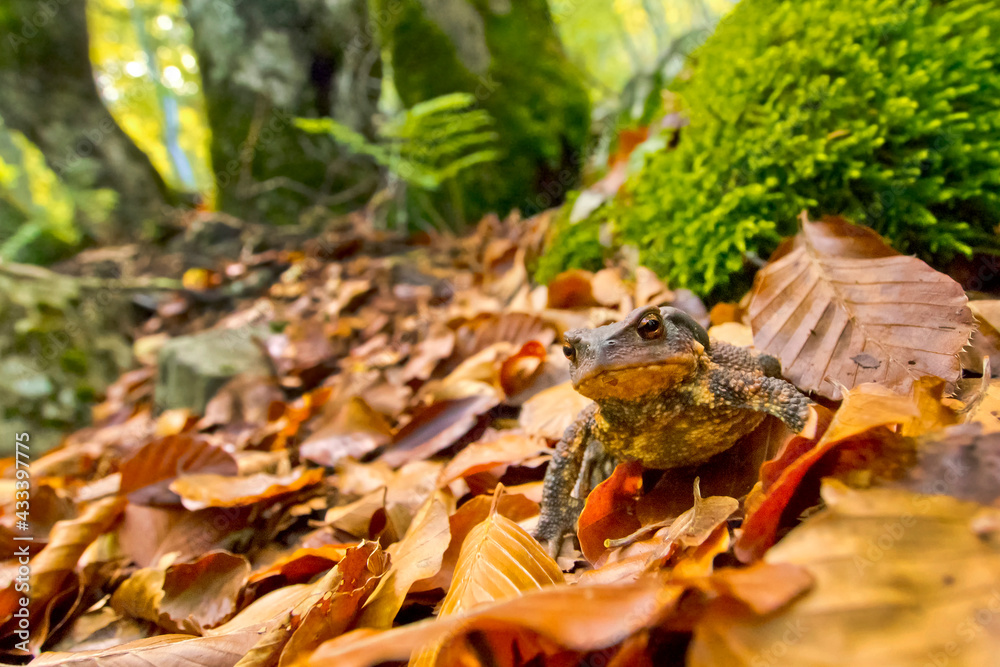 European Toad, Common Toad, Bufo bufo, Hayedo de la Pedrosa Beech Forest, Sierra de Ayllon, Segovia, Castile and Leon, Spain, Europe