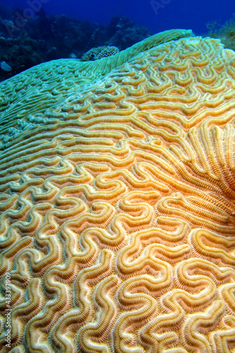 Brain Coral, Coral Reef, Caribbean Sea, Playa Giron, Cuba, America