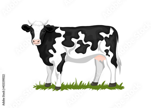 Holstein Black and white patched coated cow, isolated vector illustration