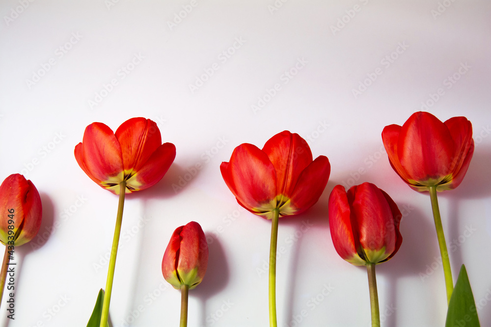Spring flowers. Red blossoming tulip on a white background. Copy space and flat lay Spring flowers. Red blossoming tulip on a white background. Copy space and flat lay