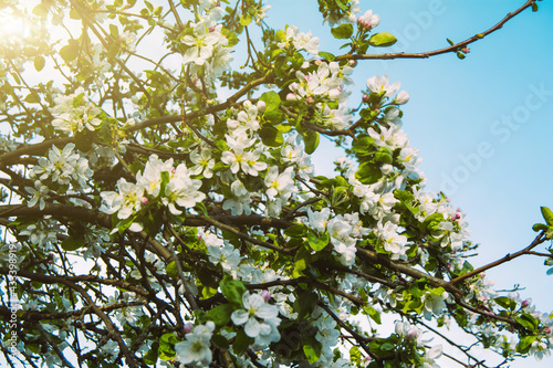 Beautiful blooming fruit tree in spring. White apple flowers. Flowering plants