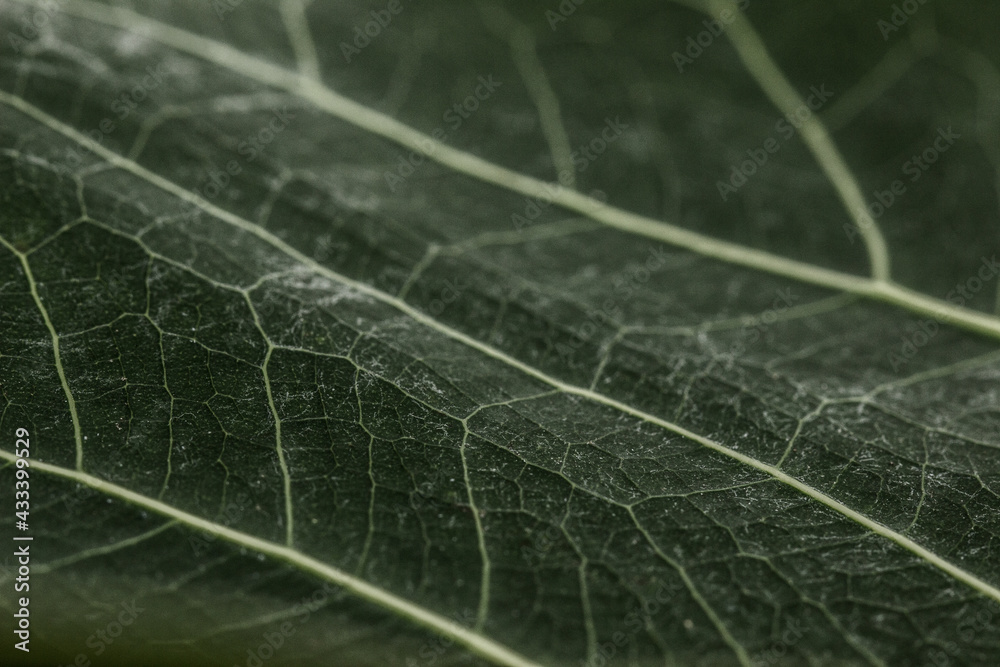 a leaf close up. a leaf close up.
