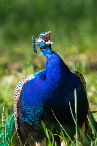 Obraz na płótnie Male Peacock w salonie
