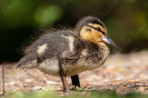 Obraz na płótnie Duckling w salonie