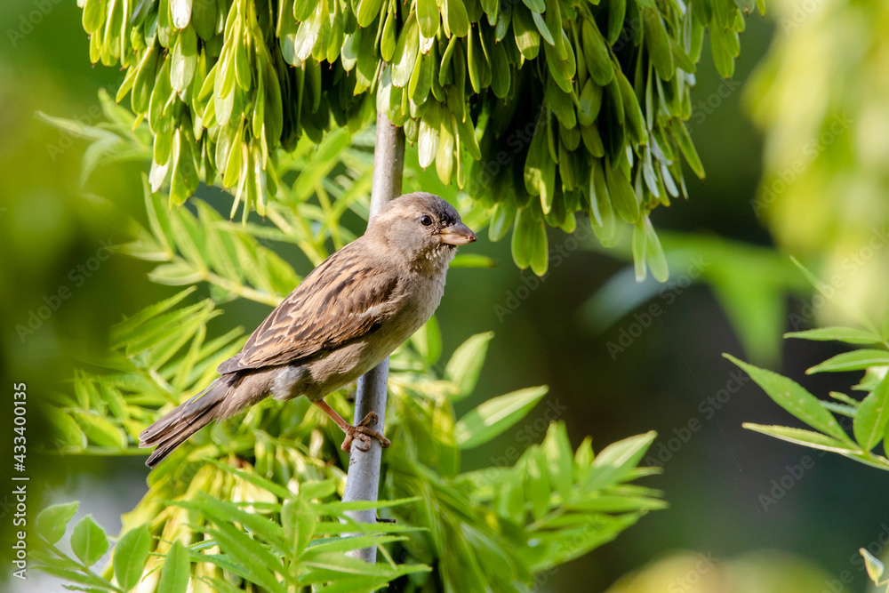 Common Sparrow bird