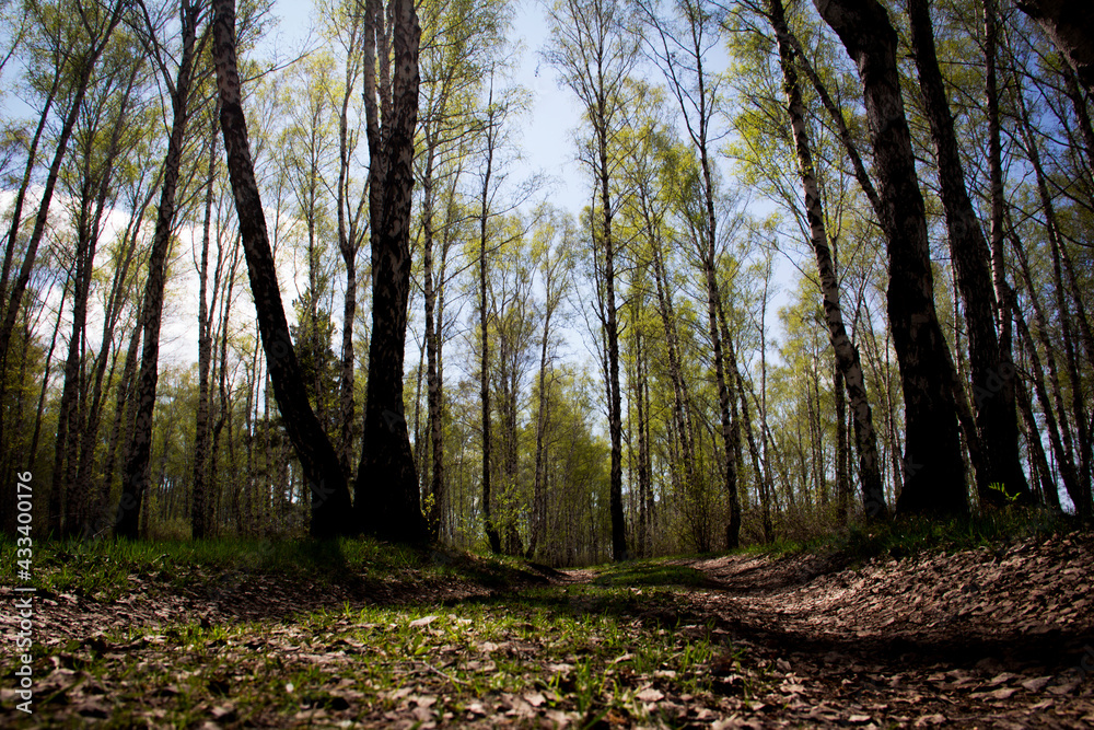 Obraz premium forest 