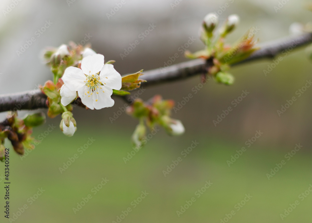 cherry branch with flowers in the garden cherry branch with flowers in the garden