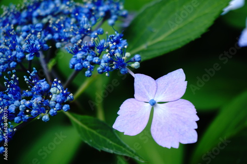 紫陽花のアップ