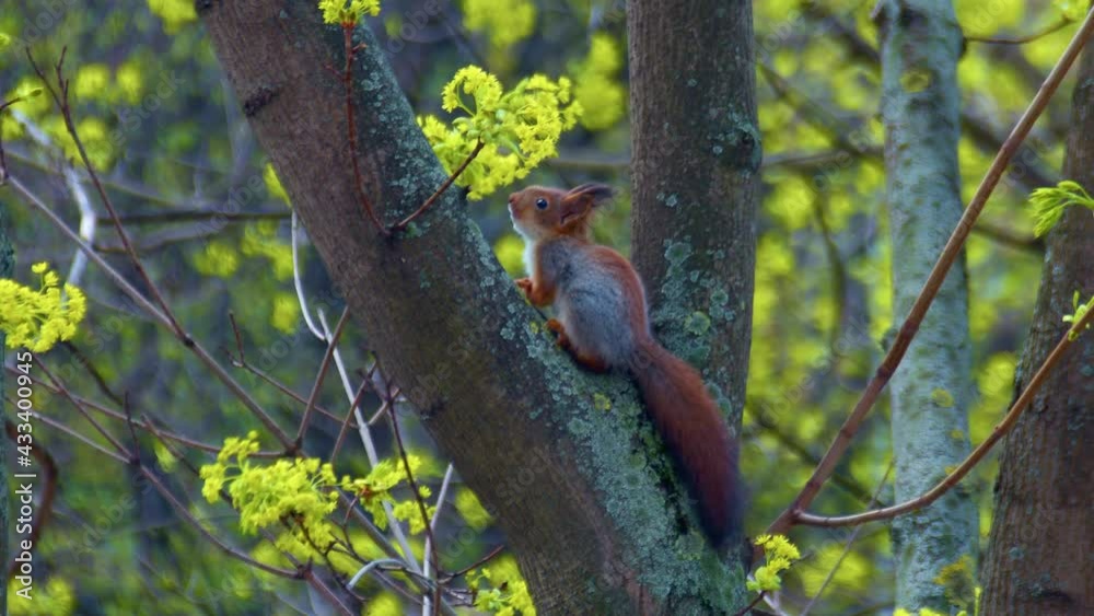 Little squirrel cub is desperate to keep from falling from the tree. A very strong wind is blowing Little squirrel cub is desperate to keep from falling from the tree. A very strong wind is blowing