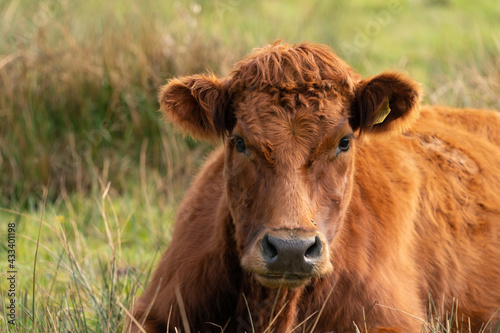 Red angus cow head, the cow lies relaxed in a green Dutch meadow