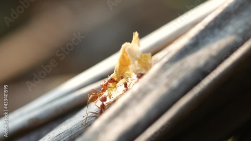 Two ants working together to bring food. Teamwork animal. Wildlife footage