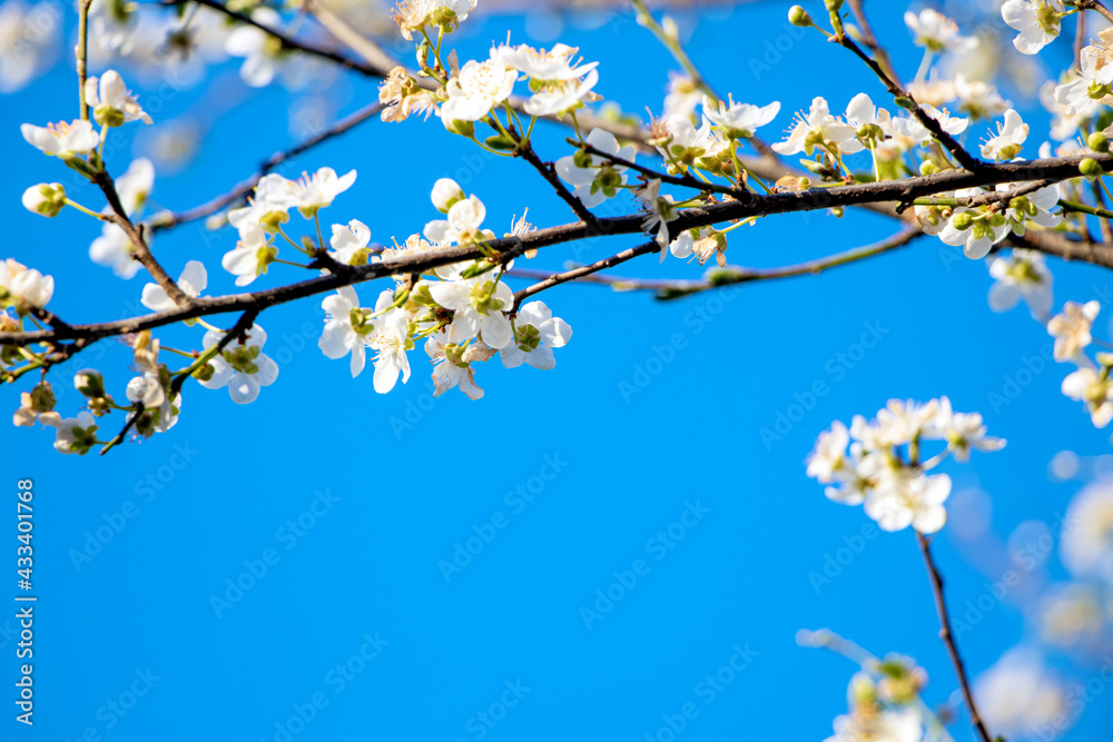 Blossoming tree branches due to spring. Beautiful blossom on nature background. Beautiful spring flowers on a tree branch. Close up of white wild prunus sp flowers