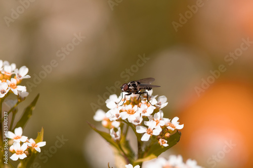 bee on a flower