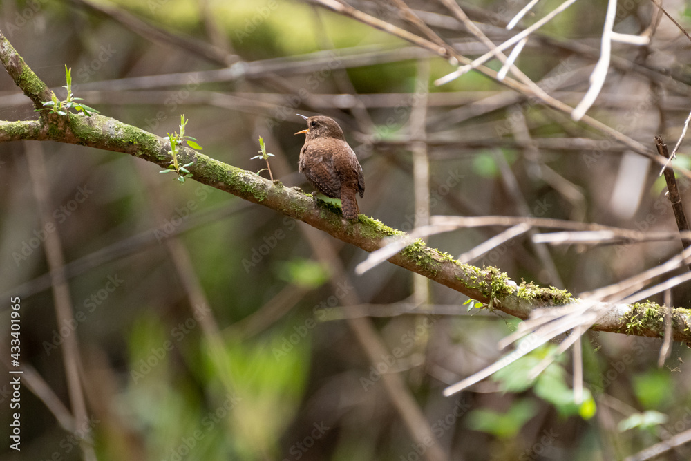 Obraz premium ミソサザイ