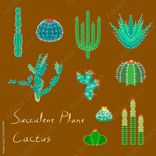 [Vector] Succulent plant cactuses illustration