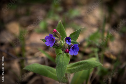 blue iris flower