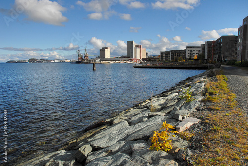 Spring in the city of Trondheim, Norway. From the seaside in Ilsvika with yellow flowers in the foreground and the city in the background.