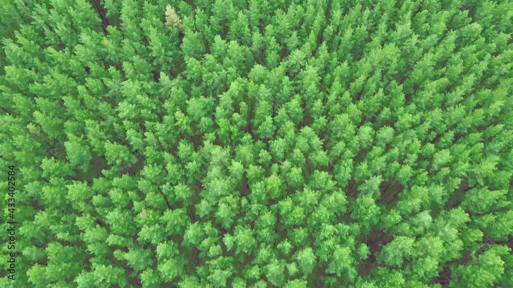 View of the spring pine forest from above. View of the spring pine forest from above.