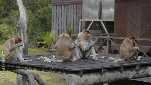 Proboscis monkey (Nasalis larvatus) or long-nosed monkey. Old World monkey with an unusually large nose. It is endemic to Borneo photo