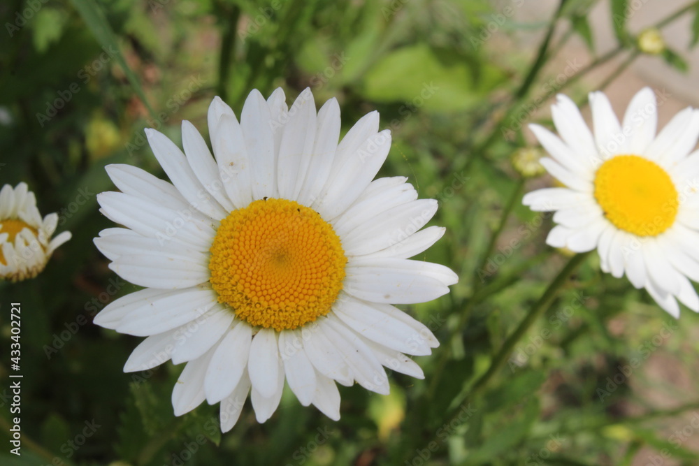 daisy view from above. Medicinal plant. White flower with yellow middle daisy view from above. Medicinal plant. White flower with yellow middle