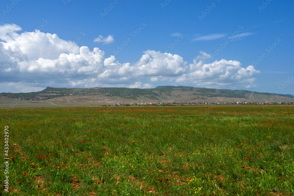 Mountain pasture, poppy field with beautiful white clouds on the horizon.