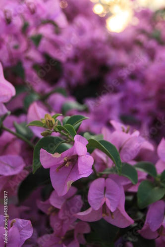 pink flowers in the park