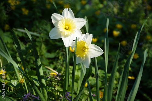 narcissus