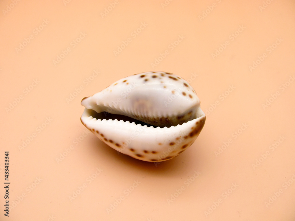 Shell spotted tsipraea tigris on a sandy background.