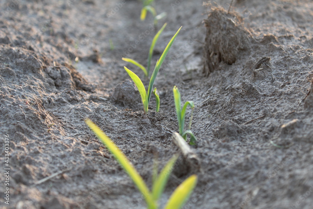 seedlings planting. The new life of the plant. agriculture. farming. It's a breeding. spring. New life seedlings planting. The new life of the plant. agriculture. farming. It's a breeding. spring. New life