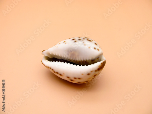 Shell spotted tsipraea tigris on a sandy background.